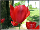 foto Tulipani